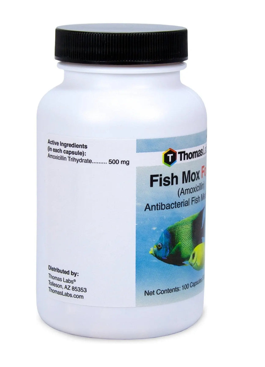 Fish Mox Forte Trusted Pet Pharmacy Thefishaid Fishaid