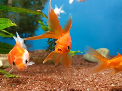 fish aid medication