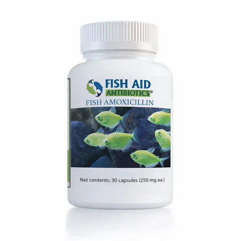 Aquarium Amoxicillin 250 mg Capsules 100 Count | Ornamental Fish Use ...
